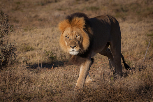 View of a male lion with a thick mane walking through the dry grassy savanna South Africa.