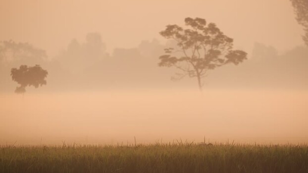 View of a misty landscape with trees in fog Bangladesh. View of a misty landscape with trees in fog Bangladesh.