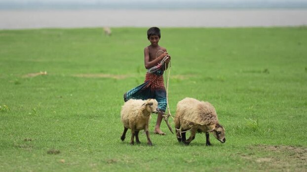 View of a young boy herding sheep in a green field Bangladesh. View of a young boy herding sheep in a green field Bangladesh.
