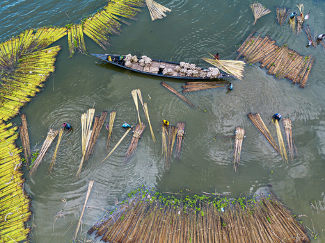 Natore Bangladesh 25 July 2026 Aerial view of farmers processing jute fibers in the water with wooden boats and bundles of harvested plants floating on the surface.