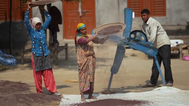 View of workers winnowing grain in Dhangadhi Nepal. View of workers winnowing grain in Dhangadhi Nepal.
