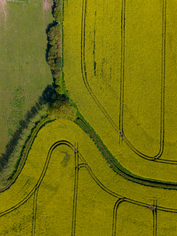 Aerial view of a vibrant yellow rapeseed field with distinct tractor tracks bordering a lush green pasture in Stone England United Kingdom. Aerial view of a vibrant yellow rapeseed field with distinct tractor tracks bordering a lush green pasture in Stone England United Kingdom.