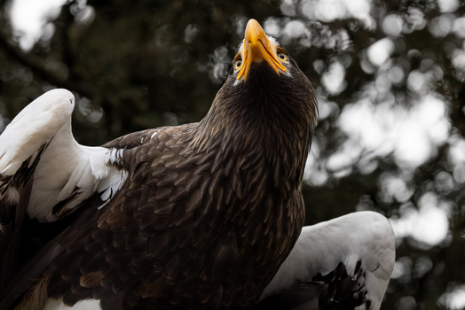 View of a majestic Steller s sea eagle looking upwards with its powerful yellow beak and distinctive dark brown and white plumage in Selestat Grand Est France.