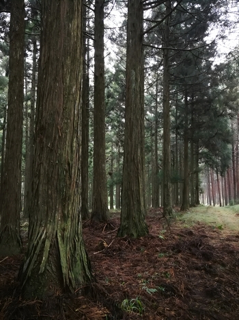 View of the dense Magoebaskloof forest with tall trees and a carpet of pine needles on the forest floor in Tzaneen Limpopo South Africa.