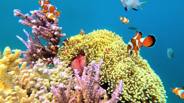 View of clownfish in Karimunjawa National Park Indonesia.