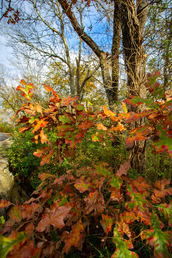 View of autumn leaves ablaze with fiery reds and oranges contrasted against the deep greens of the undergrowth and the crisp blue sky Devil s Den Arkansas United States. View of autumn leaves ablaze with fiery reds and oranges contrasted against the deep greens of the undergrowth and the crisp blue sky Devil s Den Arkansas United States.