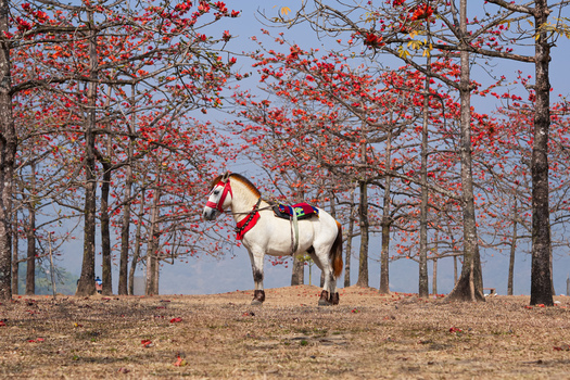 Sunamganj District Bangladesh 03 February 2026 View of a decorated white horse standing amidst blooming red silk cotton trees in Shimul Bagan. Sunamganj District Bangladesh 03 February 2026 View of a decorated white horse standing amidst blooming red silk cotton trees in Shimul Bagan.