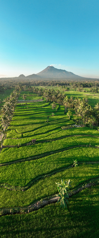 Aerial view of the lush green rice terraces of Cancangan with Mount Merapi in the background under a clear blue sky in Cangkringan Yogyakarta Indonesia. Aerial view of the lush green rice terraces of Cancangan with Mount Merapi in the background under a clear blue sky in Cangkringan Yogyakarta Indonesia.