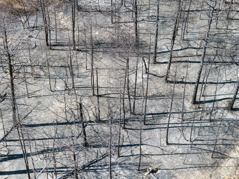 Aerial view of the Deliblato Sands wildfire aftermath showing charred blackened trees and ash covered ground in Deliblato Vojvodina Serbia. Aerial view of the Deliblato Sands wildfire aftermath showing charred blackened trees and ash covered ground in Deliblato Vojvodina Serbia.