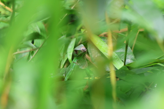View of a vibrant green lizard blending seamlessly into the lush foliage its watchful eye a stark contrast to the verdant surroundings Quepos Puntarenas Province Costa Rica.