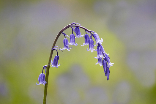 View of a single bluebell flower stalk with delicate purple blue bell shaped blossoms against a soft green background in the United Kingdom. View of a single bluebell flower stalk with delicate purple blue bell shaped blossoms against a soft green background in the United Kingdom.