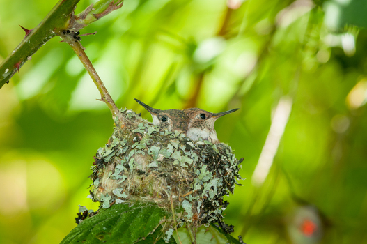 View of two hummingbird chicks nestled in a lichen covered nest on a branch in Canada. View of two hummingbird chicks nestled in a lichen covered nest on a branch in Canada.