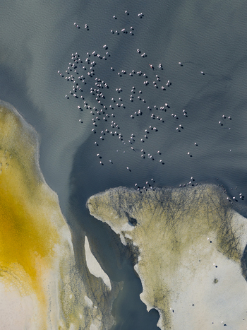 Aerial view of a flock of birds clustered in the water contrasted against the ochre shoreline highlighting the natural textures San Pedro del Pinatar Region of Murcia Spain. Aerial view of a flock of birds clustered in the water contrasted against the ochre shoreline highlighting the natural textures San Pedro del Pinatar Region of Murcia Spain.