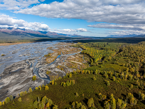 Aerial view of Chulitna River winding through Alaskan wilderness with autumn foliage braided channels and distant mountains in Matanuska Susitna Borough Alaska United States.