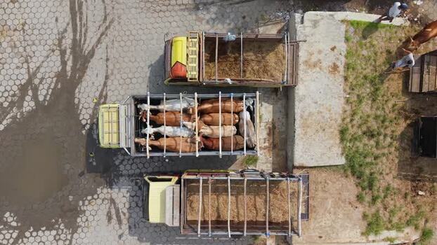 Aerial view of cattle trucks at Animal Market Prambanan Indonesia. Aerial view of cattle trucks at Animal Market Prambanan Indonesia.