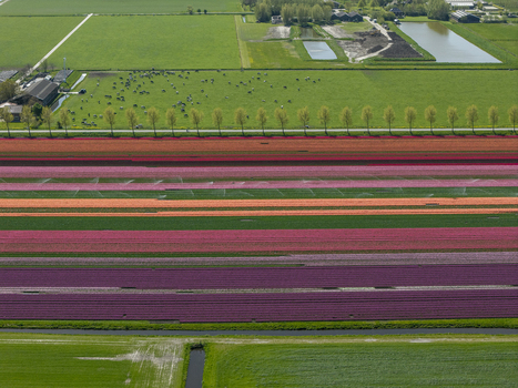 Aerial view of vibrant multi colored tulip fields arranged in long parallel rows with green pastures trees and irrigation systems in the Netherlands. Aerial view of vibrant multi colored tulip fields arranged in long parallel rows with green pastures trees and irrigation systems in the Netherlands.