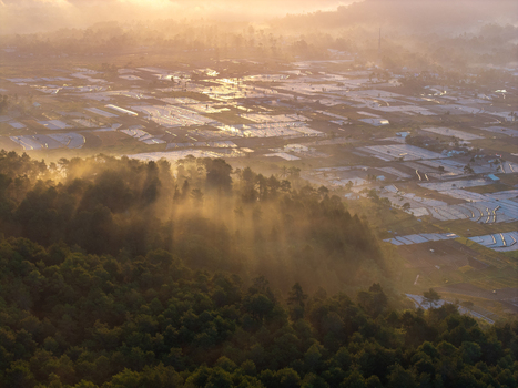 Aerial view of the misty Sumberurip agricultural fields at sunrise with lush forest foreground and golden light filtering through the trees in Pronojiwo East Java Indonesia. Aerial view of the misty Sumberurip agricultural fields at sunrise with lush forest foreground and golden light filtering through the trees in Pronojiwo East Java Indonesia.