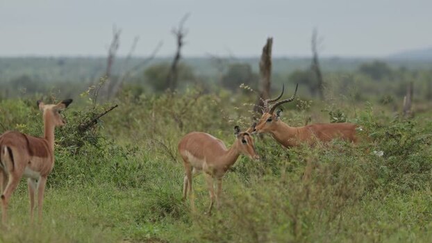 View of impalas in Kruger National Park South Africa.