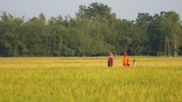 View of women and child walking in a golden rice field Bangladesh. View of women and child walking in a golden rice field Bangladesh.
