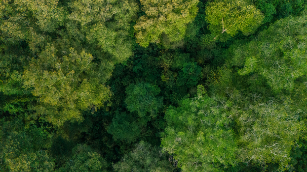 Aerial view of dense tropical rainforest canopy with lush green trees and varied foliage textures Indonesia. Aerial view of dense tropical rainforest canopy with lush green trees and varied foliage textures Indonesia.
