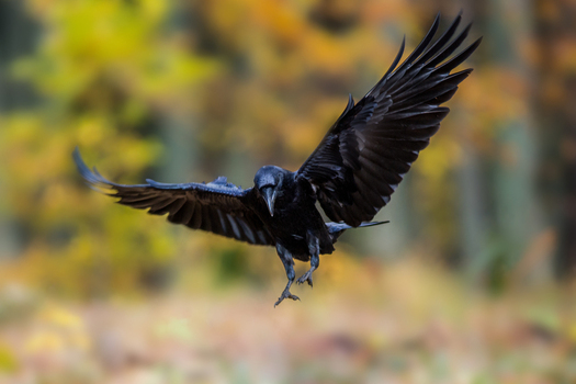 View of a black raven in flight with wings spread wide against a blurred autumn forest background in Debrzno Pomeranian Voivodeshi Poland.