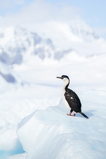 View of an Antarctic shag perched on a white iceberg with snow covered mountains in the background Antarctica. View of an Antarctic shag perched on a white iceberg with snow covered mountains in the background Antarctica.