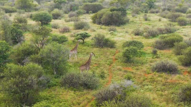 Aerial view of giraffes in the savanna South Africa.
