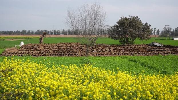 View of cow dung cakes drying in a mustard field in India.