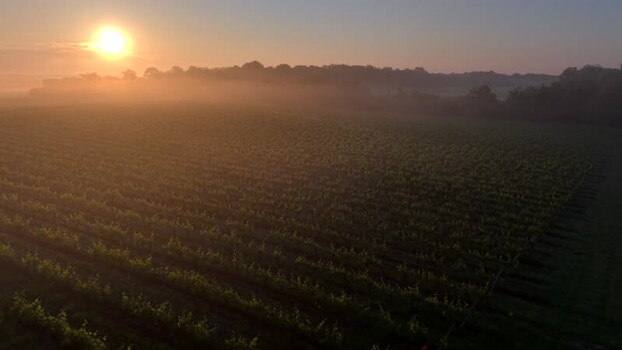 Aerial view of vineyard rows shrouded in morning mist at sunrise France. Aerial view of vineyard rows shrouded in morning mist at sunrise France.
