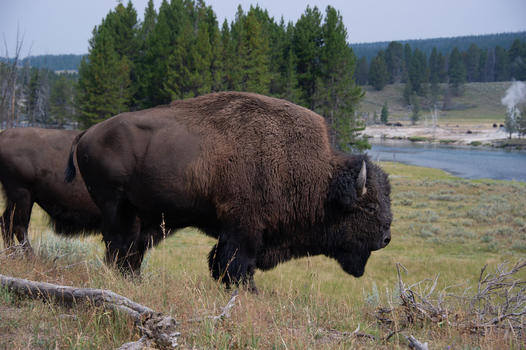 View of American bison grazing in a grassy field near a river with pine trees and geothermal steam in the background in Yellowstone National Park Wyoming United States. View of American bison grazing in a grassy field near a river with pine trees and geothermal steam in the background in Yellowstone National Park Wyoming United States.
