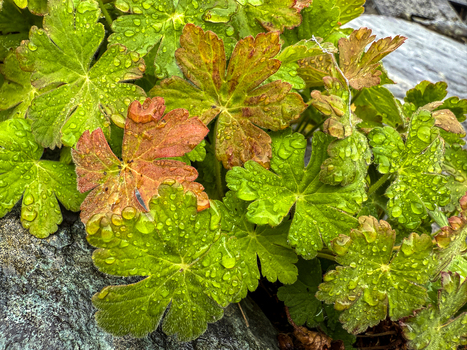 View of green and reddish brown leaves covered in fresh water droplets against a grey stone in Hawes England United Kingdom. View of green and reddish brown leaves covered in fresh water droplets against a grey stone in Hawes England United Kingdom.