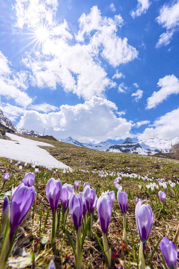 View of purple crocuses blooming on a grassy hillside with melting snow and snow capped mountains under a sunny blue sky in Madesimo Lombardy Italy. View of purple crocuses blooming on a grassy hillside with melting snow and snow capped mountains under a sunny blue sky in Madesimo Lombardy Italy.