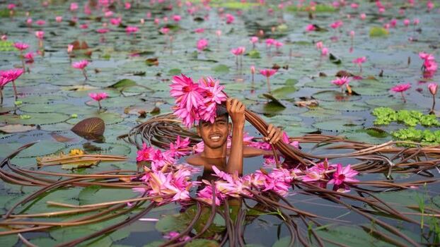 View of a man harvesting pink water lilies in a pond Bangladesh. View of a man harvesting pink water lilies in a pond Bangladesh.