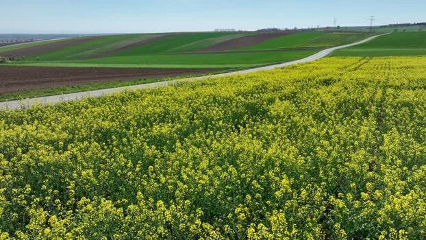 Aerial view of yellow field and road France.