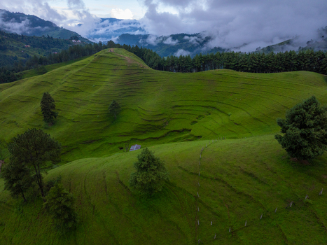 Aerial view of lush green terraced hills with scattered trees a small cabin and rolling clouds in the background in Nepal.