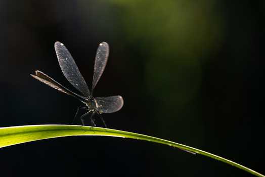 View of a damselfly with translucent wings perched on a green blade of grass against a dark background in Wittenheim Grand Est France. View of a damselfly with translucent wings perched on a green blade of grass against a dark background in Wittenheim Grand Est France.