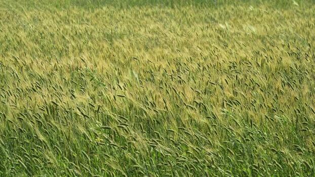 View of green wheat field swaying in the wind Nepal.