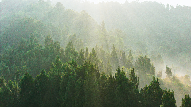 Aerial view of a dense evergreen forest with morning mist and soft sunlight filtering through the trees in Sukabumi West Java Indonesia. Aerial view of a dense evergreen forest with morning mist and soft sunlight filtering through the trees in Sukabumi West Java Indonesia.