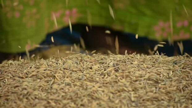 View of rice grains falling onto a pile in Bogura Bangladesh.