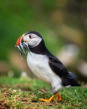 View of an Atlantic Puffin standing on a grassy cliff with a beak full of sand eels at the Saltee Islands Ireland. View of an Atlantic Puffin standing on a grassy cliff with a beak full of sand eels at the Saltee Islands Ireland.