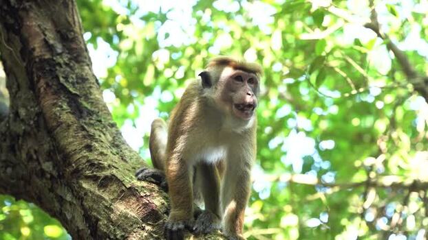 View of a toque macaque sitting on a tree branch Sri Lanka. View of a toque macaque sitting on a tree branch Sri Lanka.