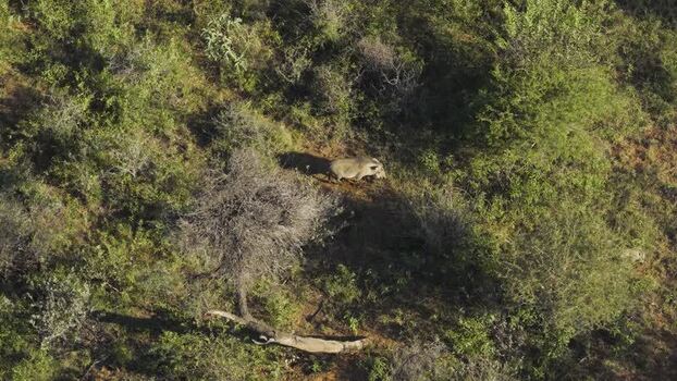 Aerial view of a warthog in the bushveld South Africa.