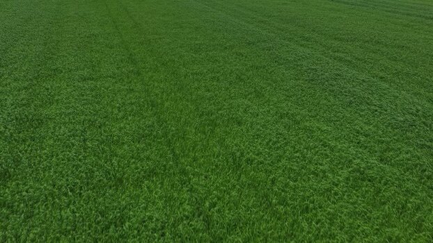 Aerial view of a lush green wheat field Portugal.