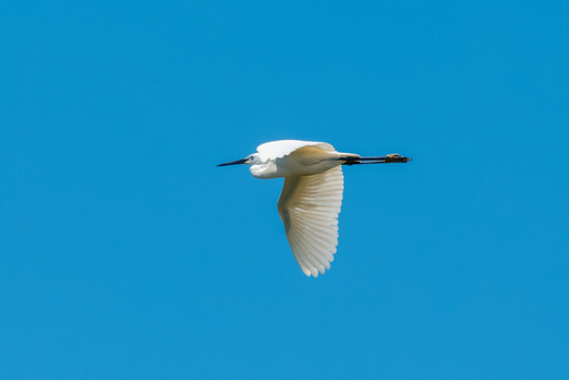 View of a white egret in flight with wings spread against a clear blue sky in Divjake Fier County Albania.