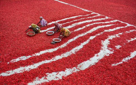 Bogura Bangladesh 12 February 2017 View of women sorting red chili peppers spread out to dry on a vast field under bright daylight. Bogura Bangladesh 12 February 2017 View of women sorting red chili peppers spread out to dry on a vast field under bright daylight.