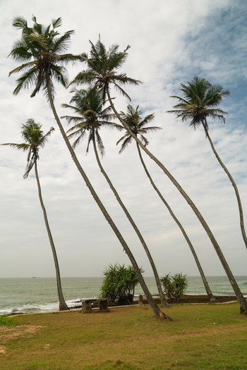 View of tall leaning coconut palm trees on a grassy beach overlooking the Indian Ocean under a cloudy sky Koggala Southern Province Sri Lanka. View of tall leaning coconut palm trees on a grassy beach overlooking the Indian Ocean under a cloudy sky Koggala Southern Province Sri Lanka.
