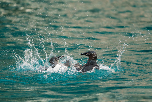 Svalbard Svalbard and Jan Mayen 22 July 2025 View of two Brunnich s guillemots splashing in the turquoise water near the Alkefjellet bird cliffs.