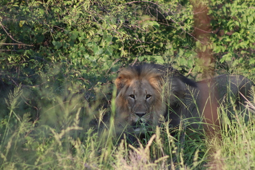 View of a majestic male lion resting in the tall grass and dense bushes at Tumbeta Private Game Reserve in Thabazimbi Limpopo South Africa.