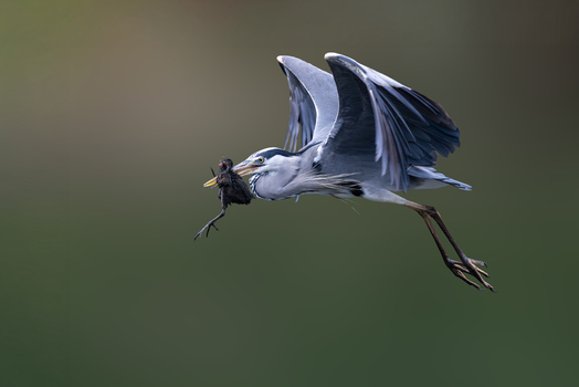 View of a grey heron in flight with its wings spread wide while carrying a small bird as prey in its beak Selestat Grand Est France.