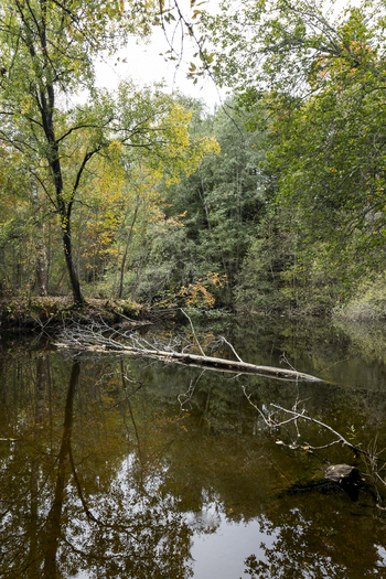 View of a calm forest pond with a fallen tree trunk reflecting in the dark water surrounded by lush trees with early autumn foliage in Jyvaskyla Central Finland Finland.